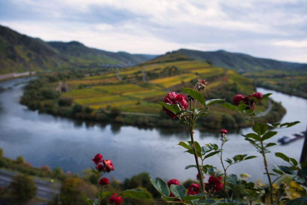 Moselle river Germany vineyards