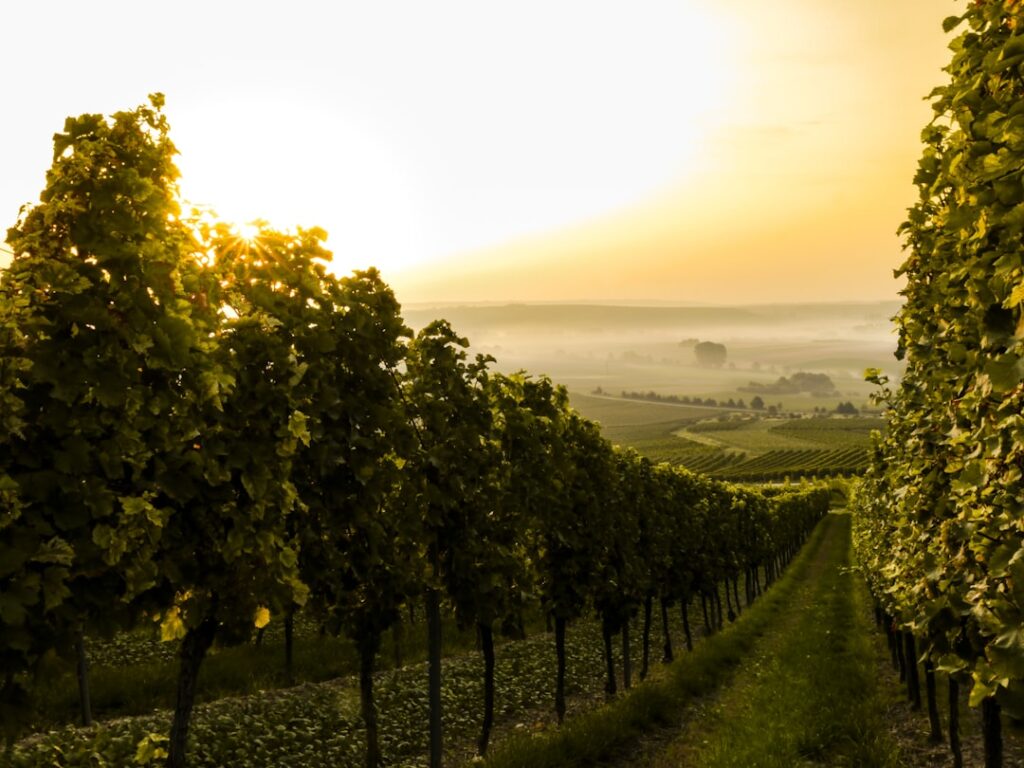 Rows of grapevines in a vineyard under a warm golden hour sky