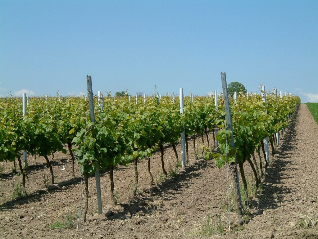 2006-Dirmstein-Riesling-Weinberg.jpg