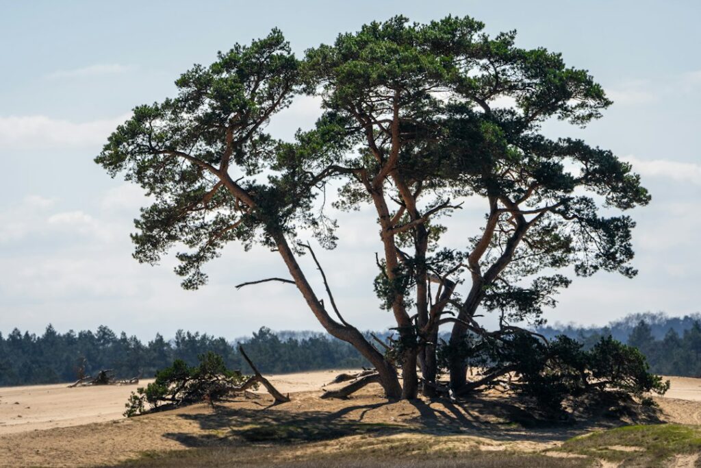 Hoge Veluwe National Park